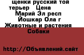 щенки русский той-терьер › Цена ­ 3 000 - Марий Эл респ., Йошкар-Ола г. Животные и растения » Собаки   